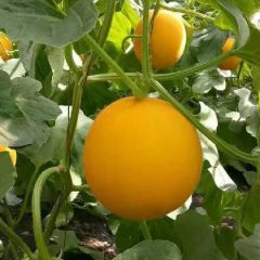 山东聊城莘县大量供应久红瑞甜瓜 黄河蜜 瑞红