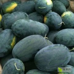 大量供应优质甜王，黑美人，绿宝长花瓜，绿裳，丘比特等西瓜