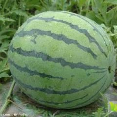 五一期间西瓜大量上市