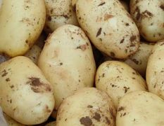 山东肥城荷兰十五土豆大量上市供应中三膜棚新土豆