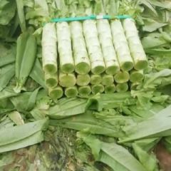 京津冀精品大棚青皮莴笋