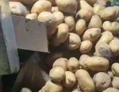 黑龙江最好的尤金土豆
