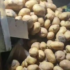 黑龙江最好的尤金土豆