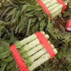 代销全国蔬菜