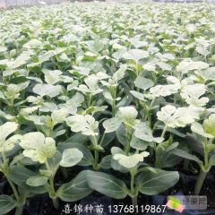 广西南宁江南区西瓜苗嫁接苗辣椒苗可以预订