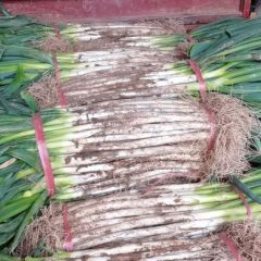 河南省祥符区白石岗长白大葱