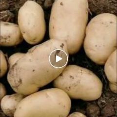 泗水县业强种植专业合作社土豆