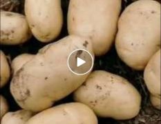 泗水县业强种植专业合作社土豆