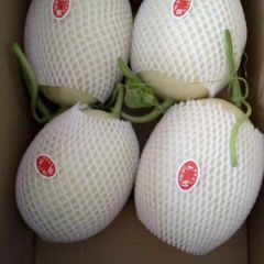 供应 江苏东台农友玉菇甜瓜