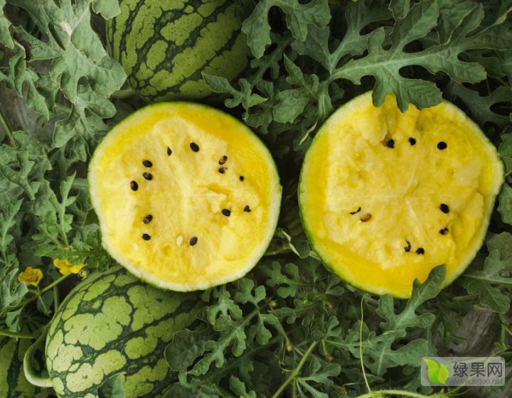 供应 专供东台农友小兰 - 西瓜商情网 - 2022年西瓜价格行情