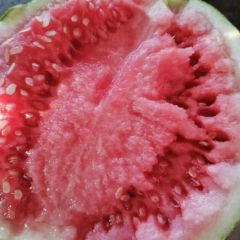 西瓜，8424麒麟，美都大量供货！