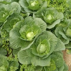 河南延津甘蓝基地 大量上市