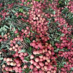 广东省茂名荔枝代购荔枝代收服务