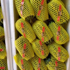 山东潍坊大棚甜瓜，博洋九甜瓜产地批发