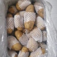 我处大量出售恒温荷兰十五土豆，