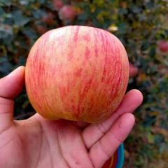 河南省商丘市红富士苹果基地口感脆甜货源充足火爆热销中