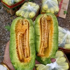 山东潍坊大棚甜瓜大量上市，价格便宜