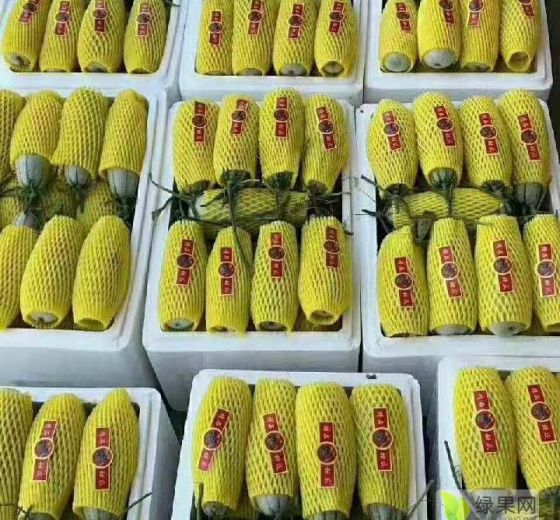 2021年山东惠民羊角蜜价格