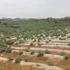 安顺市西秀区双堡120亩洋芋即将成熟