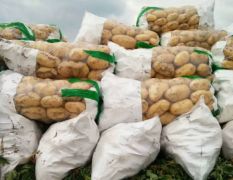 供应大量荷兰中薯5号三大块土豆 山东省泗水县土豆产地