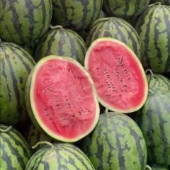 山东潍坊市昌乐谭坊原棚西瓜包熟包甜产地直发