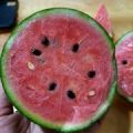 产地大量供应早春红玉西瓜，全美2k西瓜