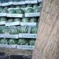 河南夏邑无籽西瓜上市啦！！