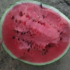 大量供应甜王系列西瓜，每年五月左右上市，以质量求生存本地甜王口感好