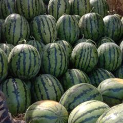 河北保定清苑县西瓜