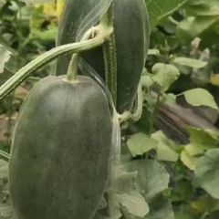 山东昌乐博洋 绿宝 羊角蜜