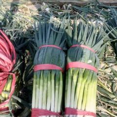 山东泰安大葱大量上市