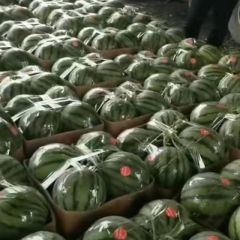 河南刘宇瓜果蔬菜代办，代发