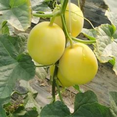 河北甜瓜，星甜二十，