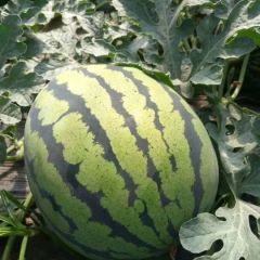 陕西精品甜王上市了