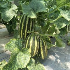 惠民县博洋9、博洋61甜瓜大量上市