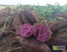 广东湛江紫薯，农场种植，一年四季都有货，代发全国，诚信经