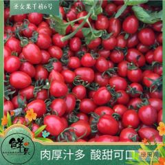 【求客商】今日圣女果千禧T7今日价格通货5毛到9毛左右