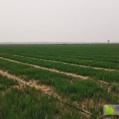 日本钢葱苗出售价格随行即可