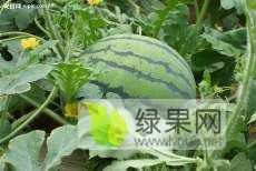 山东禹城西瓜美都 469 甜王大量上市中