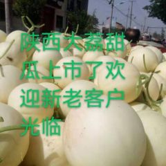 陕西甜瓜大量上市，甜瓜基地价格