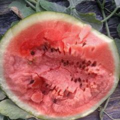 陕西大棚西瓜基地