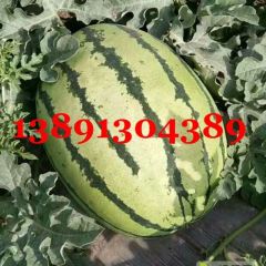 陕西万亩金城5西瓜产地批发，大棚红金城5西瓜产地