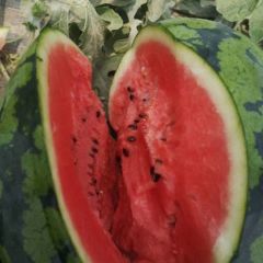 河北甜王西瓜大量上市中