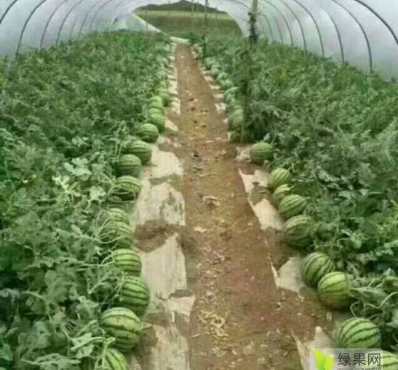麒麟西瓜价格