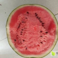 清苑甜王大量上市中