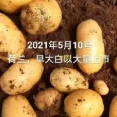 绥中精品早大白土豆