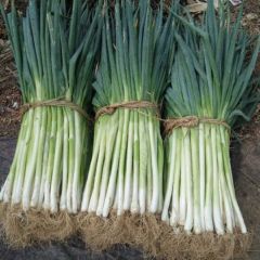 西红柿已经30多年，主要已黑猫系列为主