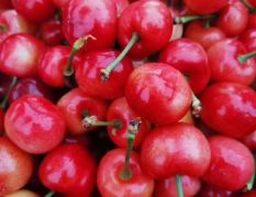 安丘市露天大樱桃大量上市，品种多，价格低，2－9元