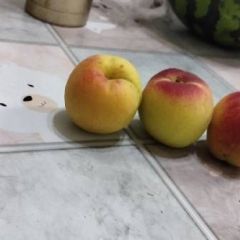 我们家的杏子早熟了