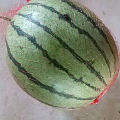 陕西蒲城甜瓜西瓜各种瓜果